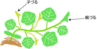 カボチャの仕立て 整枝 野菜の育て方 栽培方法