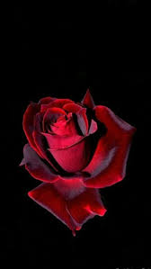 Trova immagini fiori gratis ✓ scarica immagini di fiori da scaricare ✓ scegli nuove immagini nuove di fiori hd da utilizzare per i tuoi progetti. Immagini Buonanotte Belle Da Scaricare Gratis Immaginibuongiorno Biz Rose Belle Fotografia Di Fiori Rose Dipinte