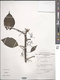 Image result for Scepocarpus