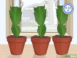 Another good idea is to put this plant at the bottom of the slope so that rain water flows towards it. 3 Easy Ways To Plant A Christmas Cactus Wikihow