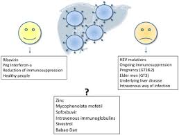 Is rare, raw meat such as steak and venison ok for pregnant women to eat? Viruses Free Full Text The Clinical Perspective On Hepatitis E Html