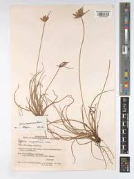 Image result for Cyperus margaritaceus