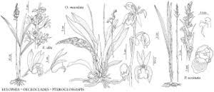 Image result for Eulophia alta