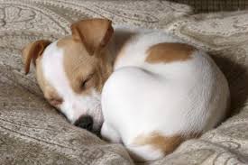 Tutti i cuccioli di cane jack russell sono nati esclusivamente nel nostro allevamento. Come Accudire Un Cucciolo Di Jack Russell Terrier