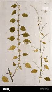 Image result for Celosia trigyna