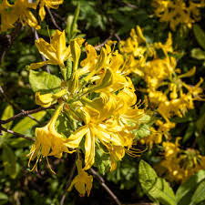 Image result for Rhododendron molle