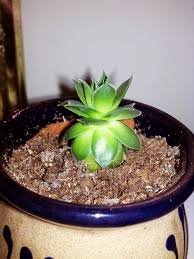 After removing offsets from cactus and allowing them to callus, it is time to pot them up. Cactus And Succulents Forum Please Help Vertical Growth Of Sempervivum Garden Org