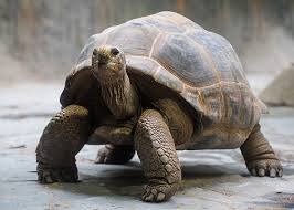 See the best of toronto for 38% less with citypass®. Save 15 Off General Admission At The Toronto Zoo Carp