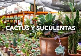 Cuándo trasplantar una suculenta o cactus. Garden Center Vivero Plantas De Interior Y Exterior Bonsai Vitacura