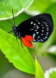 Atala Butterfly Greeting Card By Keith Spencer Beautiful Butterflies Butterfly Butterfly Pictures