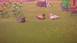 Ducks (アヒル ahiru?) are species of villager in the animal crossing series. Sad But True Story Of The Ugly Duckling Animalcrossing