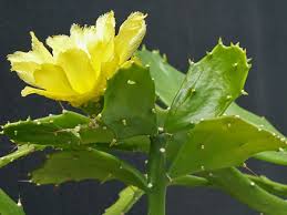 Tronco habitualmente único que se lignifica con la edad y carece de segmentos, las ramificaciones son también de forma cilíndrica. Cactus Brasiliopuntia Brasiliensis From Chrome Research Brasiliopuntia Is A Genus In The Cactus Plantas Suculentas Cactus Y Suculentas Jardin De Hadas