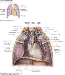 The thoracic cavity is bound laterally by the ribs (covered by costal pleura) and the diaphragm caudally (covered by diaphragmatic pleura). Thoracic Cavity Atlas Of Anatomy
