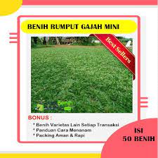Jual tanaman rumput gajah mini untuk taman, termasuk tanaman ground cover alias penutup tanah, jadi rumput ini ditanam untuk menutupi areal kosong taman supaya tertutup rapi dengan tanaman.memilih tanaman ini menjadi pilihan yang bijak, karena rumput gajah tak hanya menutupi spot tanah kosong, namun juga warnanya yang hijau membuat mata melek, tinggi tak seberapa dan perawatannya juga sangat. Benih Rumput Gajah Mini Maica Leaf Jualbenihmurah Com