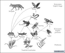 Rantai makanan dan contohnya lengkap dengan penjelasan di. Jaring Makanan Penjelasan Contoh Gambar