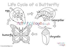 The life cycle of a lizard ranges from 3 to 50 years. Butterfly Life Cycle Colouring Page