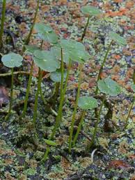Image result for Hydrocotyle ranunculoides