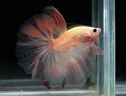 Pin On Fancy Bettas