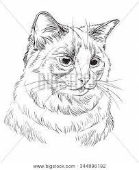 Ragdoll cat colors and coats. Vector Hand Drawing Vector Photo Free Trial Bigstock
