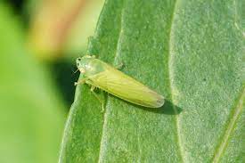 Leafhoppers range in size from 3 to 15 mm. Wild Side Leafhoppers The Martha S Vineyard Times