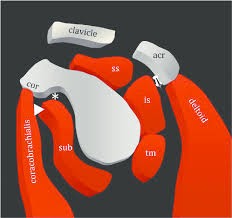 Subacromial bursa, subdeltoid bursa, and subscapular bursa. Sagittal Oblique Graphic Depicting The Shoulder Bursae Asterisk Download Scientific Diagram