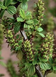 Image result for Myrothamnus flabellifolius