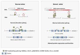 Frontiers Small Non Coding Rnas Add Complexity To The Rna Pathogenic Mechanisms In Trinucleotide Repeat Expansion Diseases Molecular Neuroscience