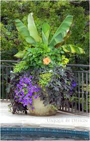 As A Guideline We Select To Grow Bush Beans Rather Than Pole Beans I Can Not Comprise My Mind Whether This Is Fro Container Plants Plants Container Gardening