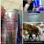 Taurine Red Bull Sperm