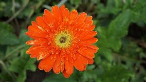 Shop jewel tone fabric by the yard, wallpapers and home decor items with hundreds of amazing patterns created by indie makers all over the world. Free Images Snappygoat Com Bestof Burst Badge Button Icon Placeholder Circle Texture Vintage Flower Sun Daisy Rough Jewel Tone Watercolor Scrapbooking Orange Blue Plum Lime Green Teal Red Open