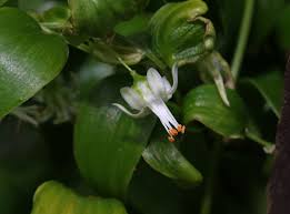 Image result for Asparagus asparagoides