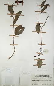 Image result for Hippocratea volkensii