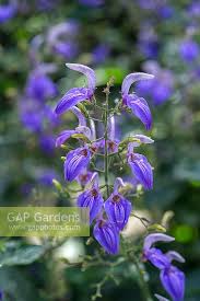 Image result for Brillantaisia owariensis