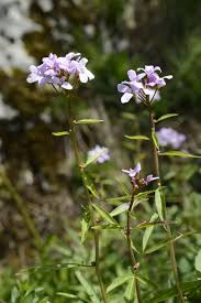 Image result for Cardamine obliqua