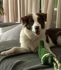 אהלן 🙋‍♂️ מחפשים דוגווקר לצ׳אי בשעות הצהריים בין 3-5, פעמים בשבוע באיזור  גבעת רמב״ם.