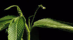 Image result for Caperonia