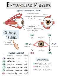 Pin By Seoul On Anatomy Art Medical Student Study Medical School Studying Nursing School Notes
