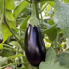 Image result for Solanum melongena