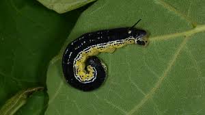 They ate leaves of catalpa trees, usually small ones. Catalpa Trees Catawba Worms And Southern Lore Finegardening