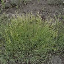 Image result for Agrostis pilgeriana