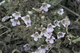 Image result for Lepidagathis