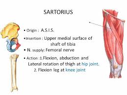 Sartorius Note Longest Muscle Tailors Muscle Human Anatomy And Physiology Muscle Anatomy Anatomy