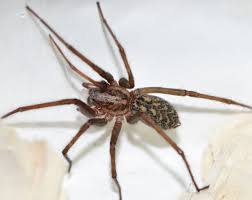 Image result for große winkelspinne biss haut reaktion