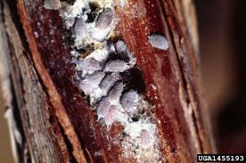 Résultat de recherche d'images pour "ants and mealybugs"