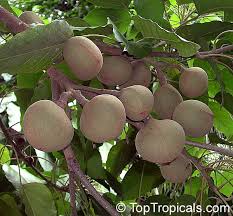 Image result for Aleurites