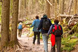 We did not find results for: Tips For Hiking Avalanche Lake Trail In Glacier National Park
