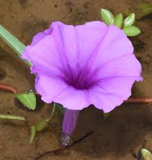 Image result for Ipomoea venosa