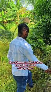 Image result for Rauvolfia nana