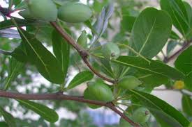 Image result for Hunteria zeylanica