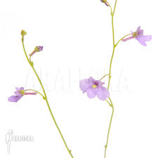 Image result for Genlisea